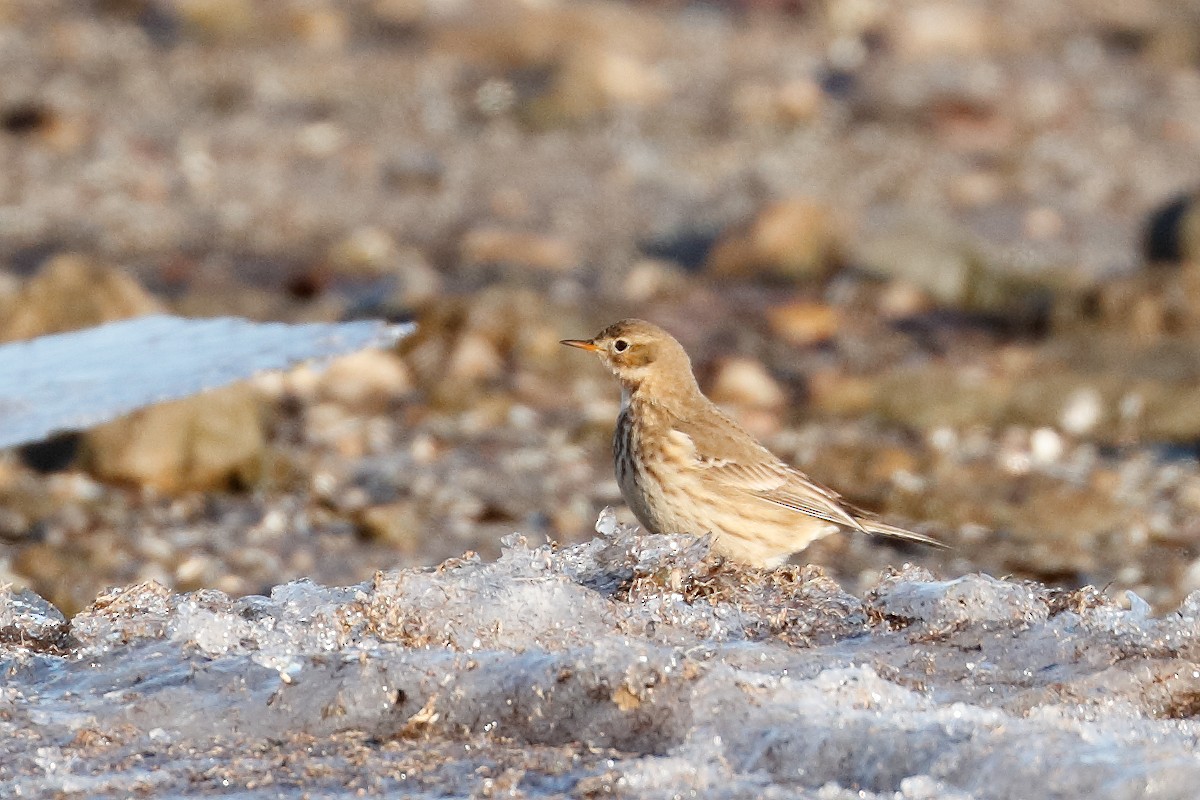 Американский конёк - ML646377630