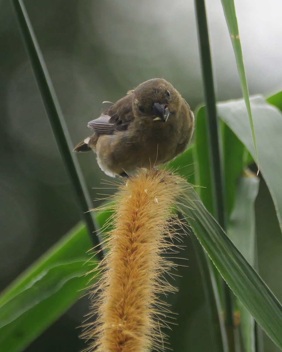 Чёрный просяночник - ML646377631