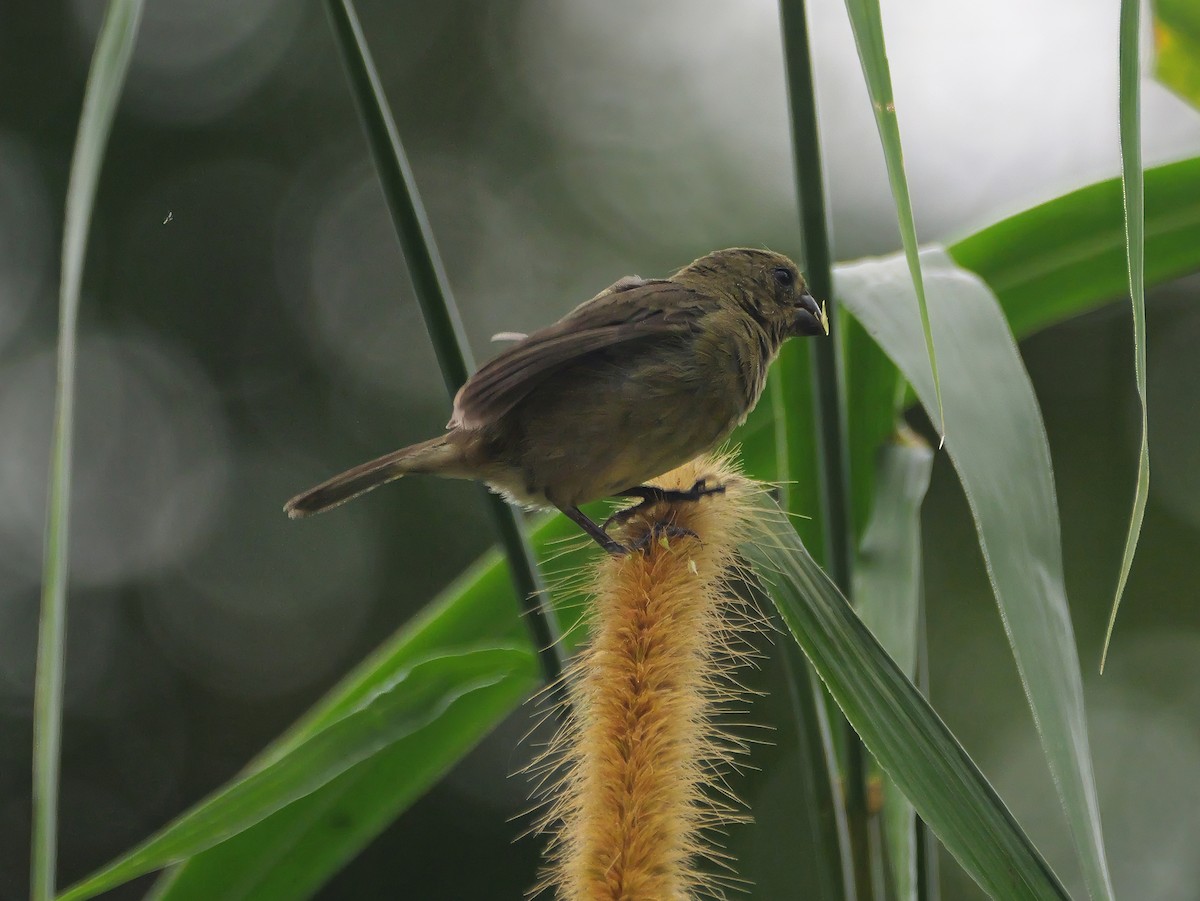 Чёрный просяночник - ML646377632