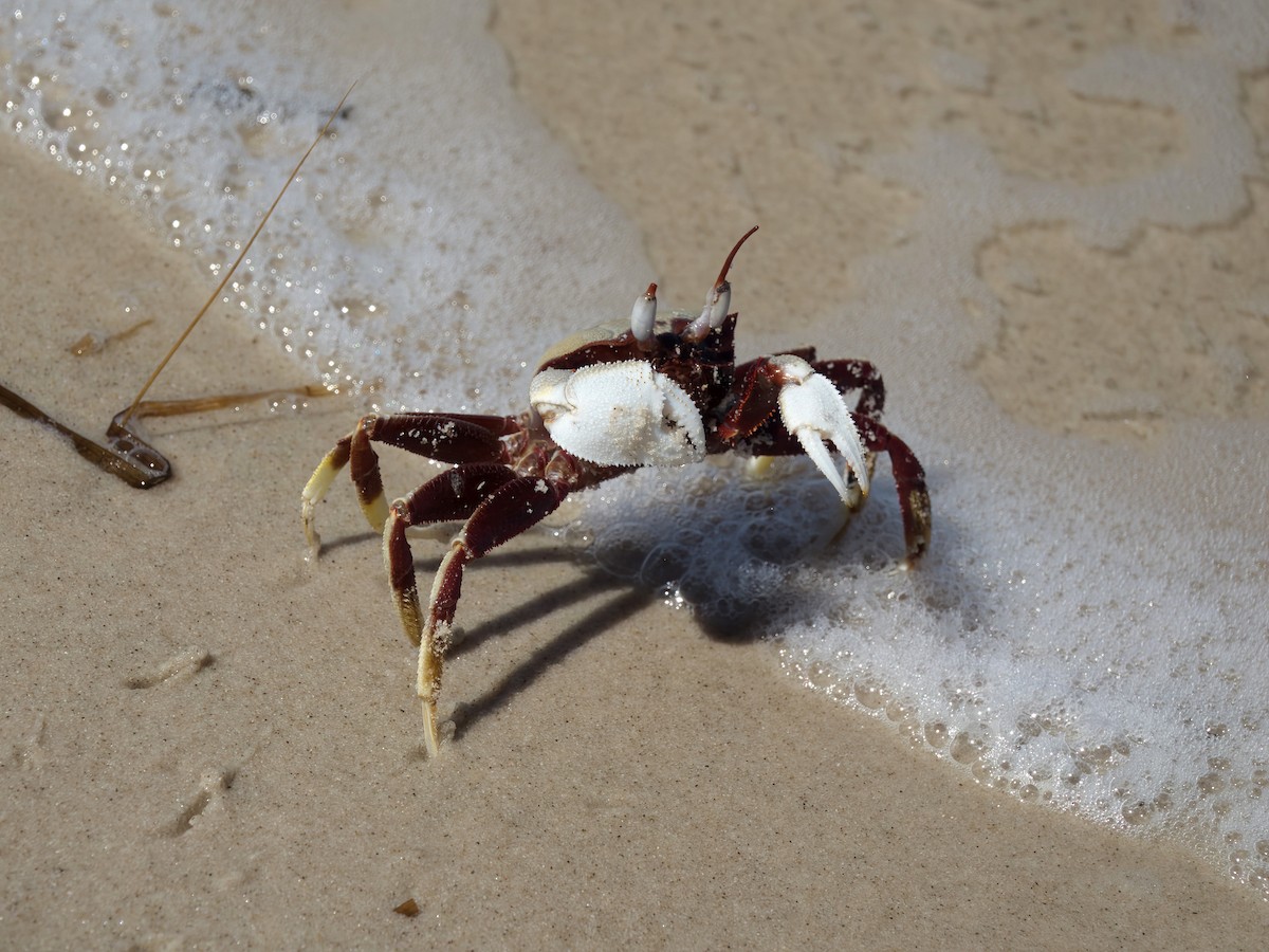 甲殻亜門 - ML646377634