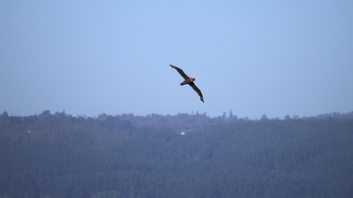 Северный гигантский буревестник - ML646377635