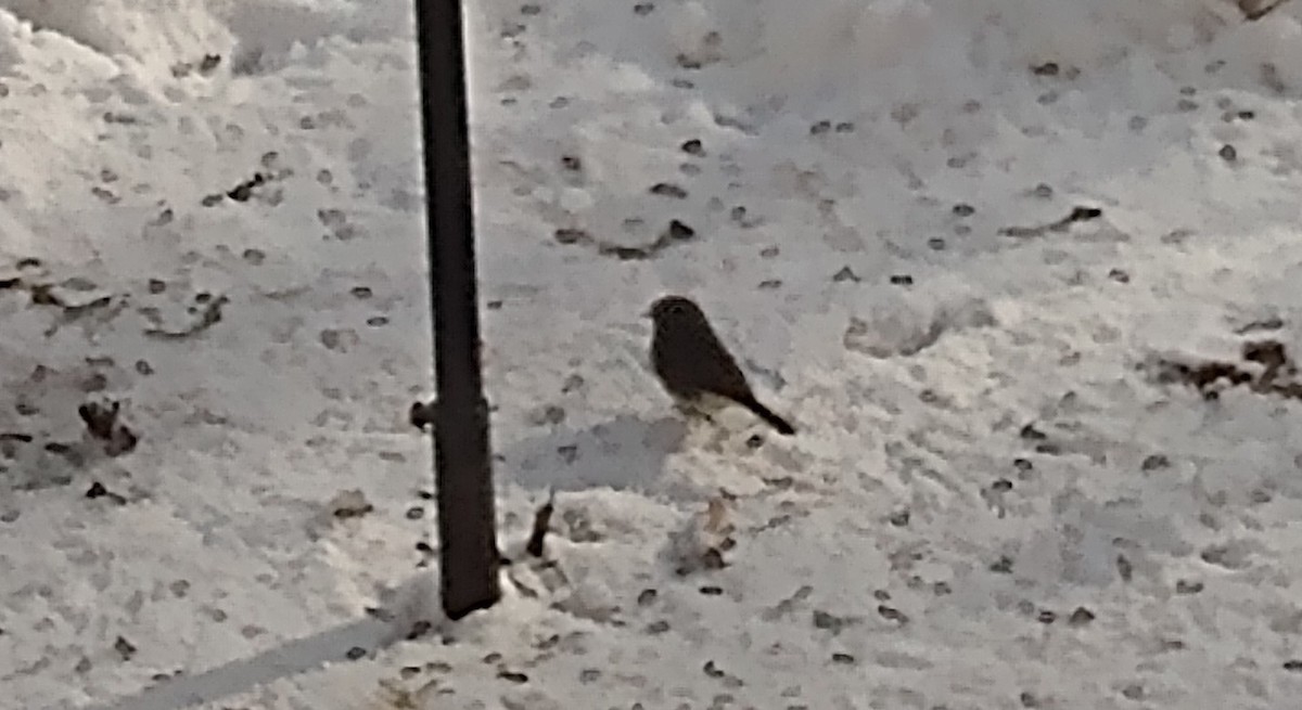 Серый юнко - ML646377636