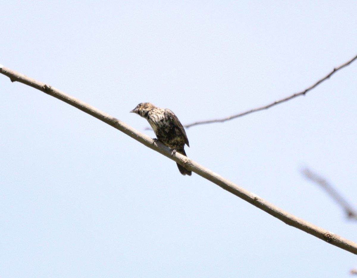 Якарина - ML646377637