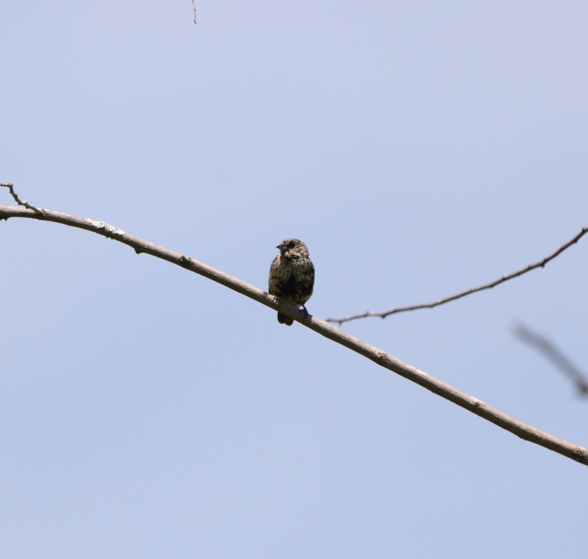 Якарина - ML646377638