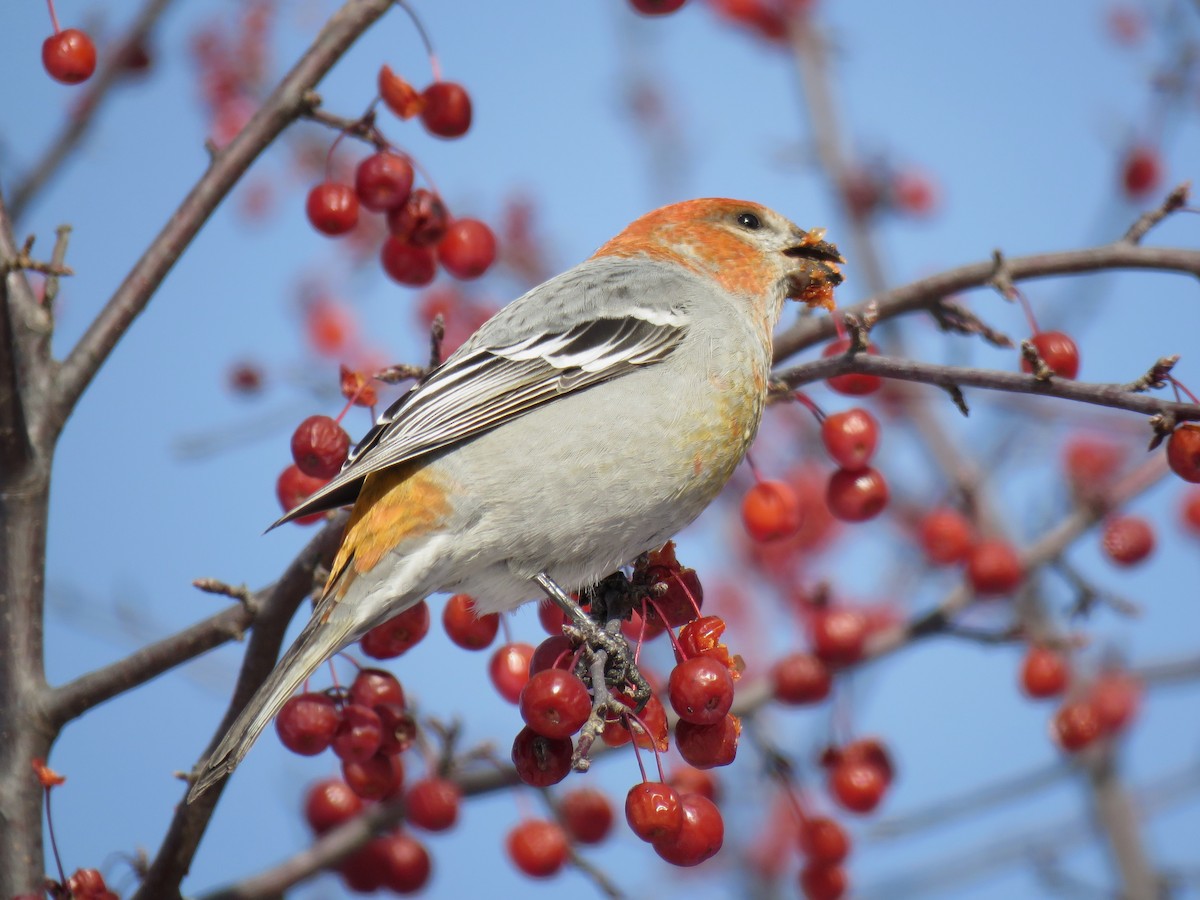 Щур - ML646377641