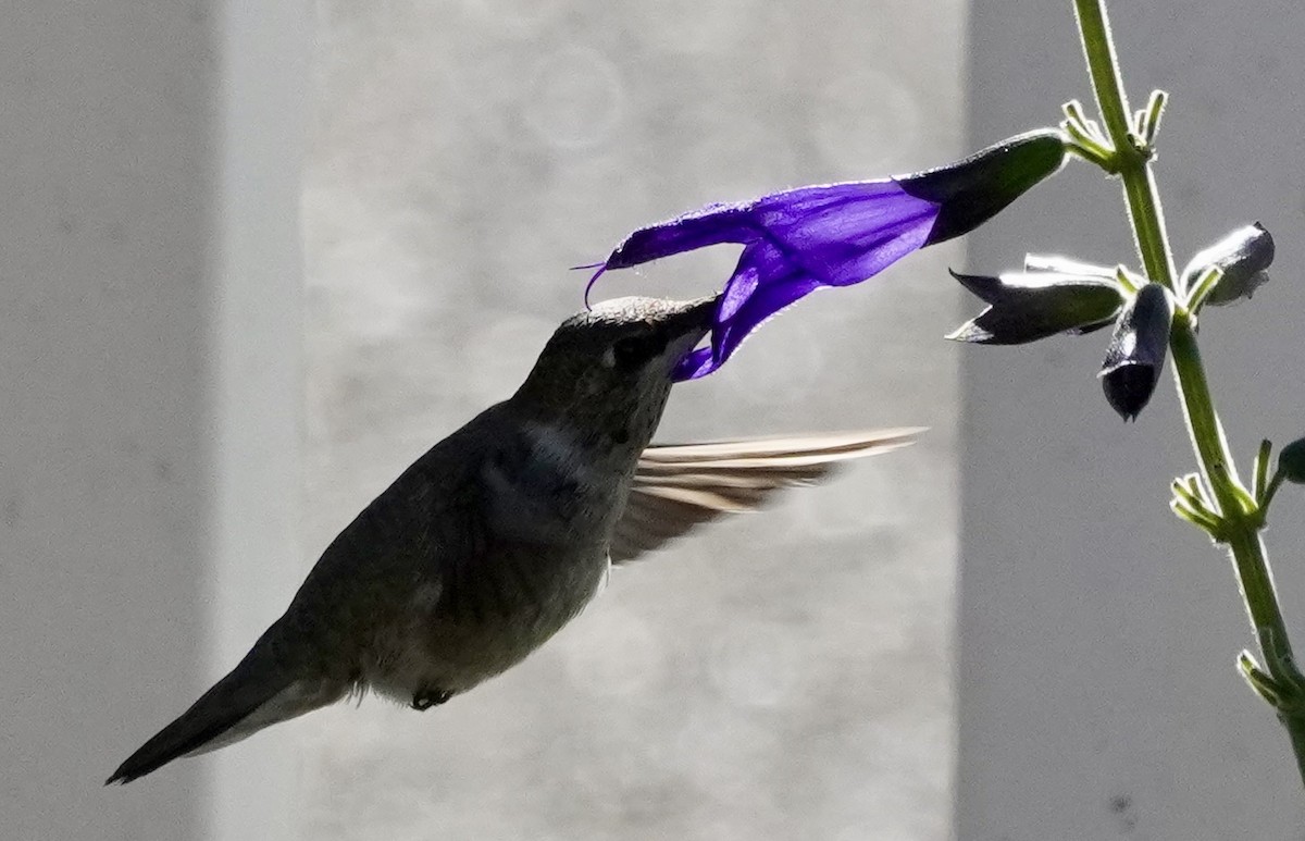 Александров колибри - ML646377642