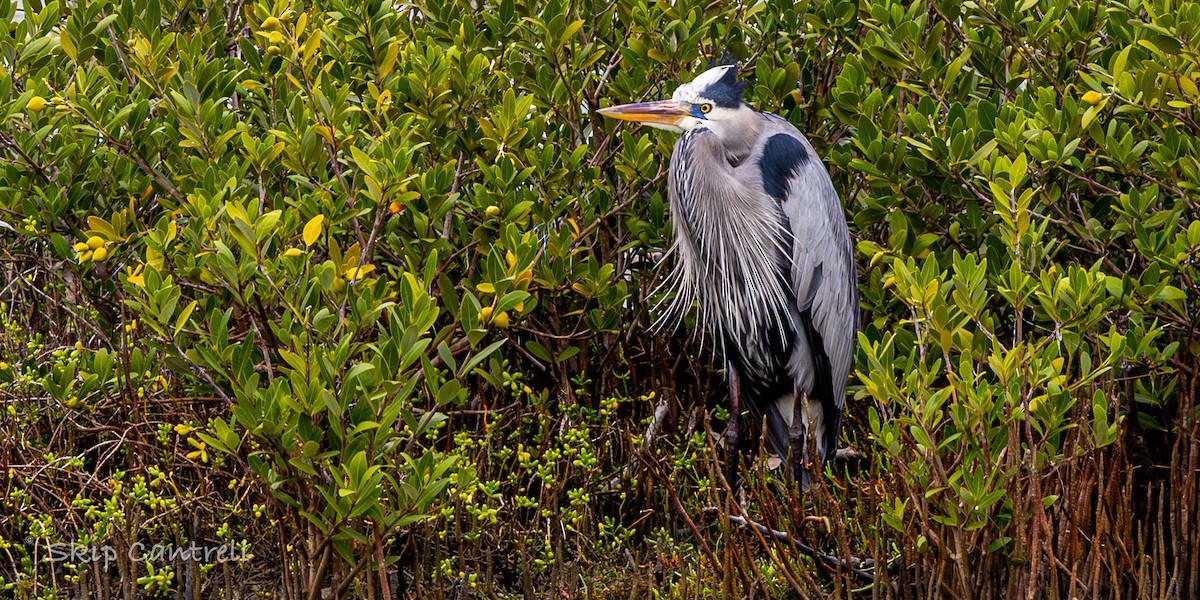 Большая голубая цапля - ML646377643