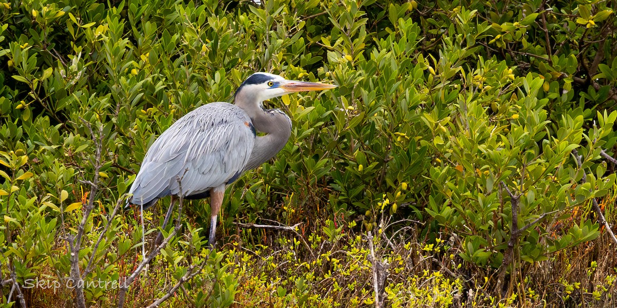 Большая голубая цапля - ML646377644