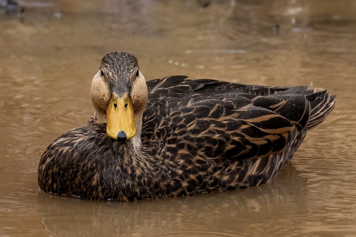 Глазчатая кряква - ML646377645