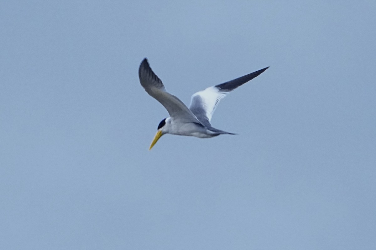 Большеклювая крачка - ML646377646