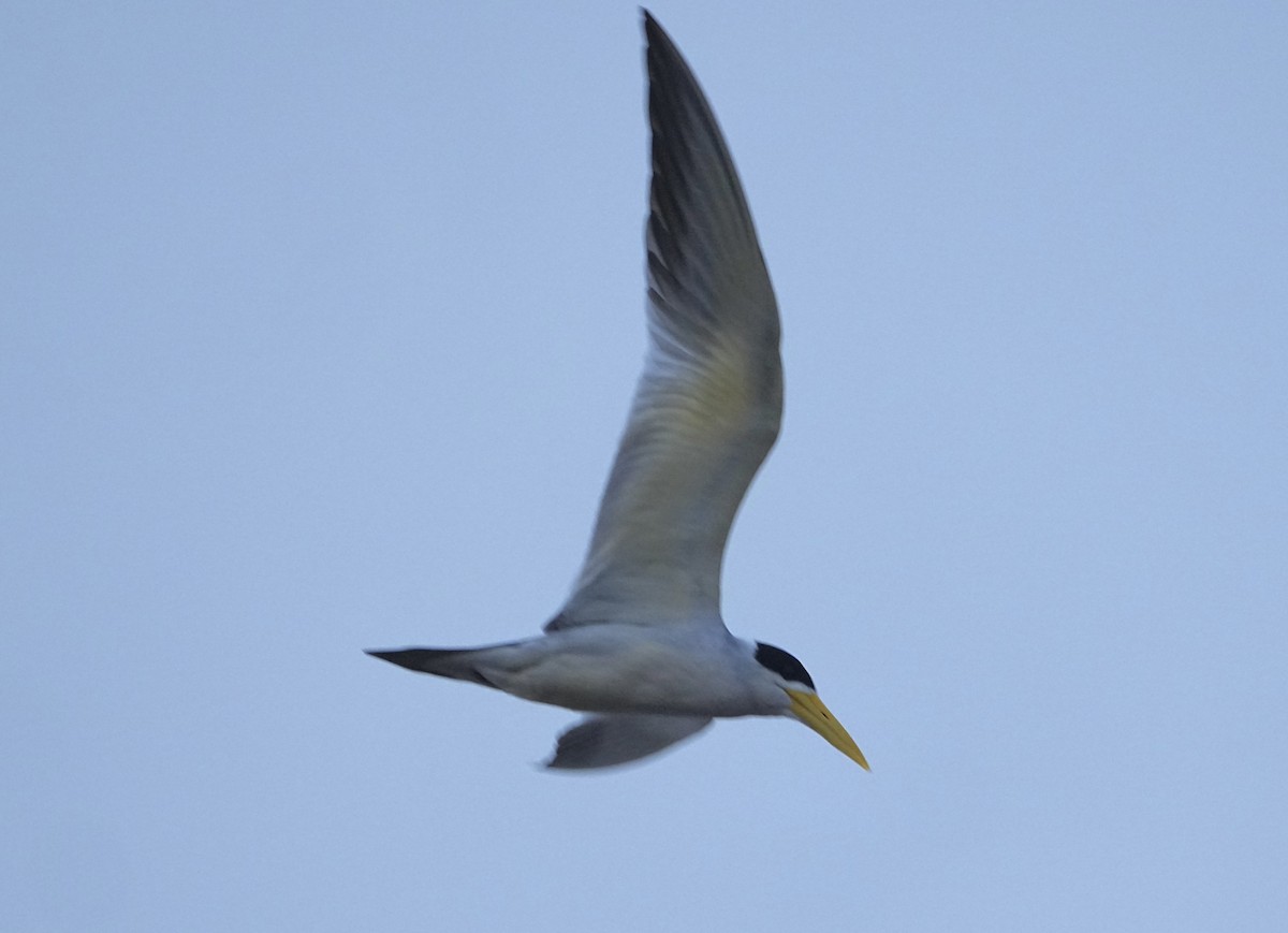 Большеклювая крачка - ML646377647