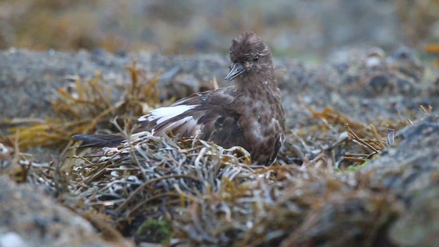 Чёрная камнешарка - ML646377648