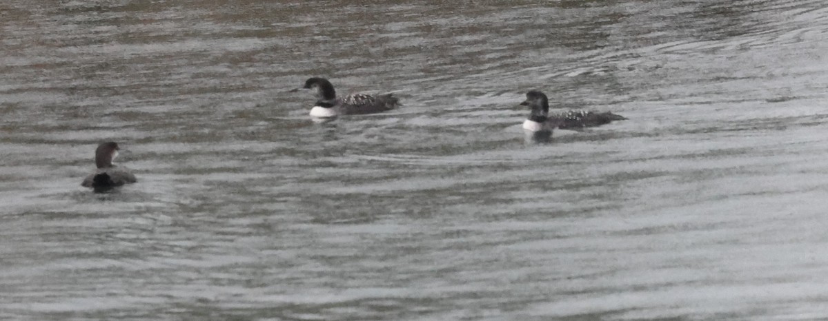 Черноклювая гагара - ML646377649