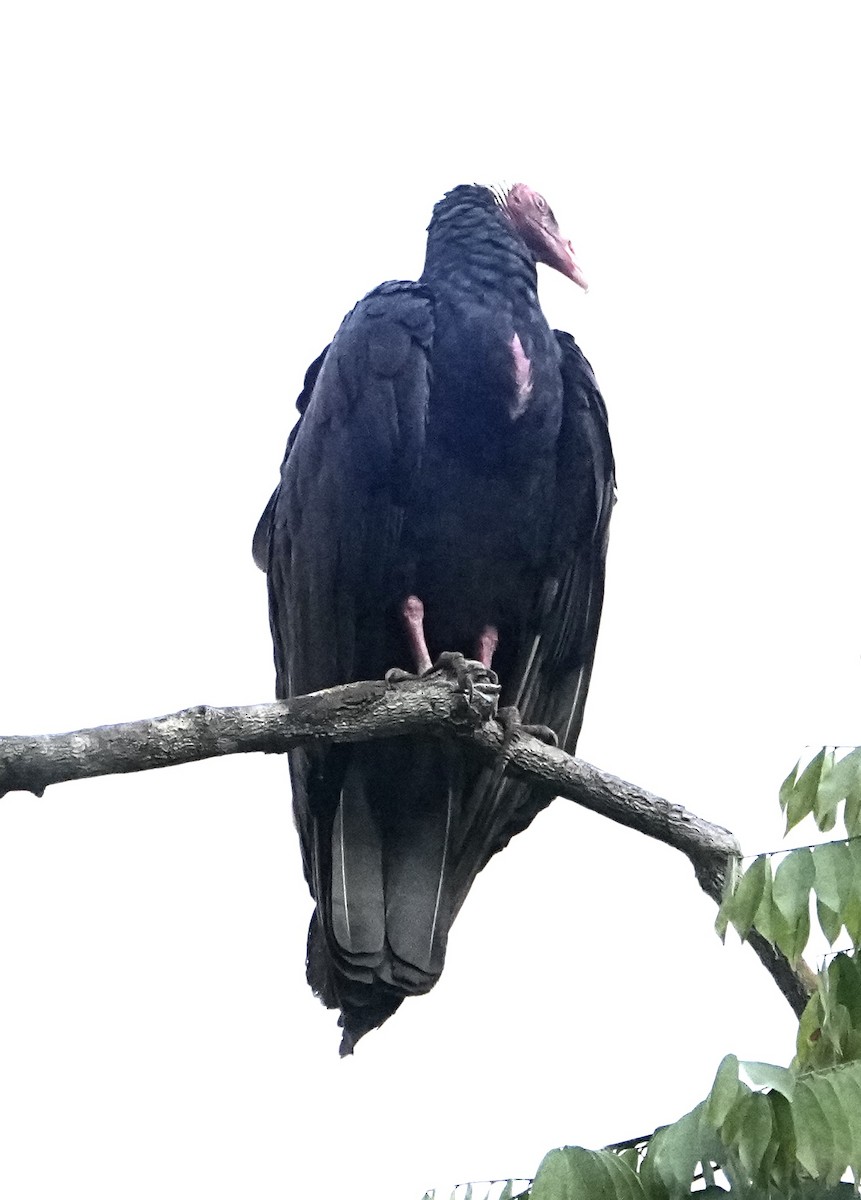 Greater Yellow-headed Vulture - ML646377651