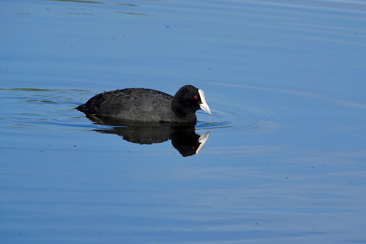 オオバン - ML646377653