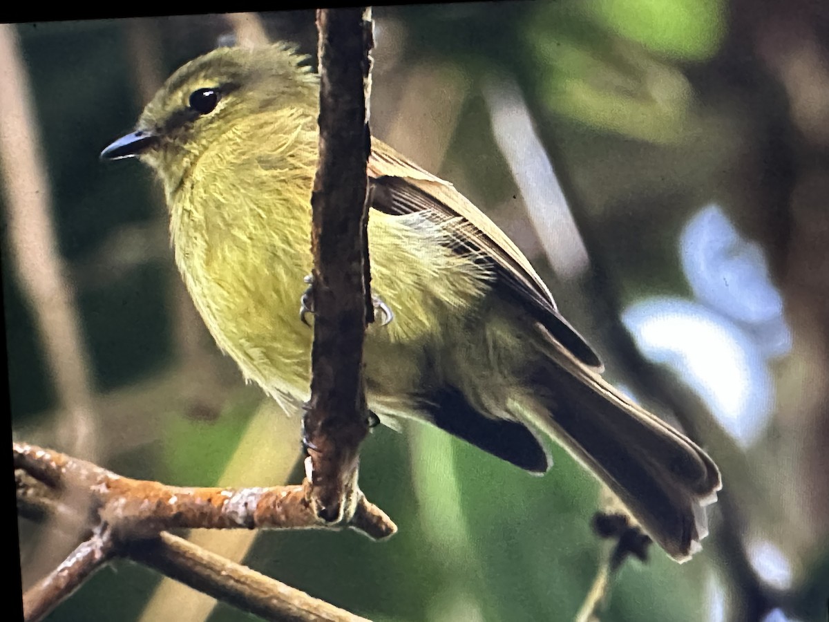 Flavescent Flycatcher - ML646377655