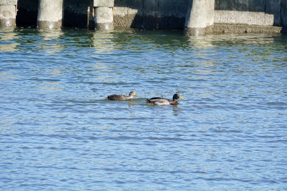 Mallard - ML646377656