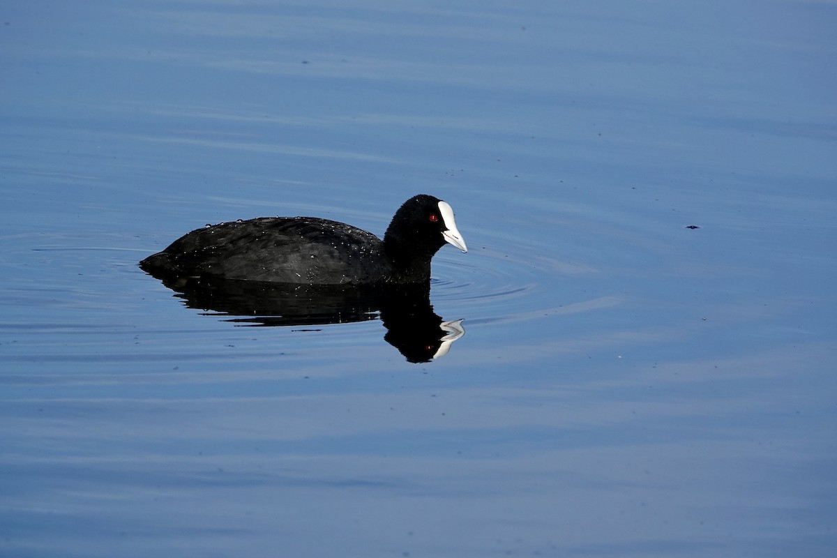 オオバン - ML646377657
