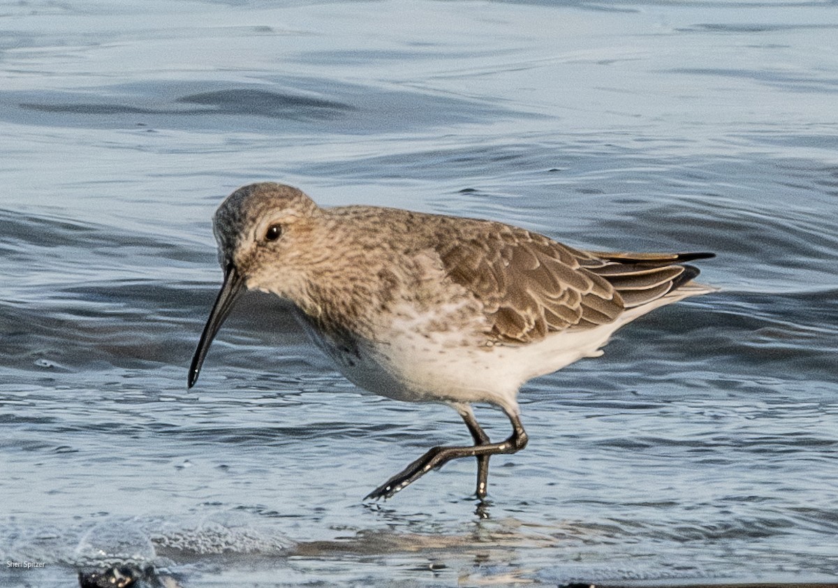 Dunlin - ML646377659