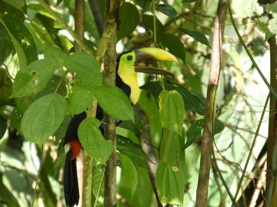 Yellow-throated Toucan - ML646377660