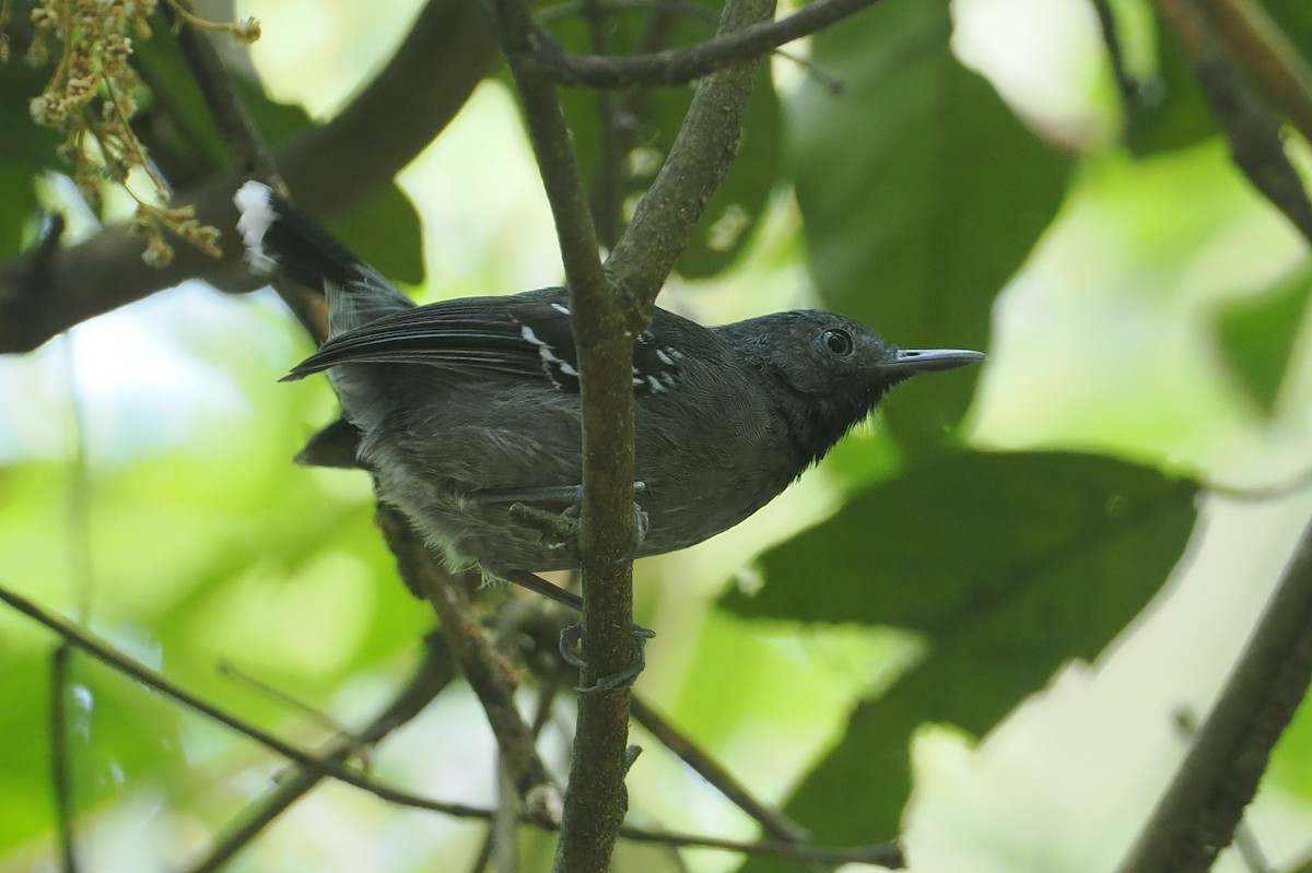 Band-tailed Antbird - ML646377661