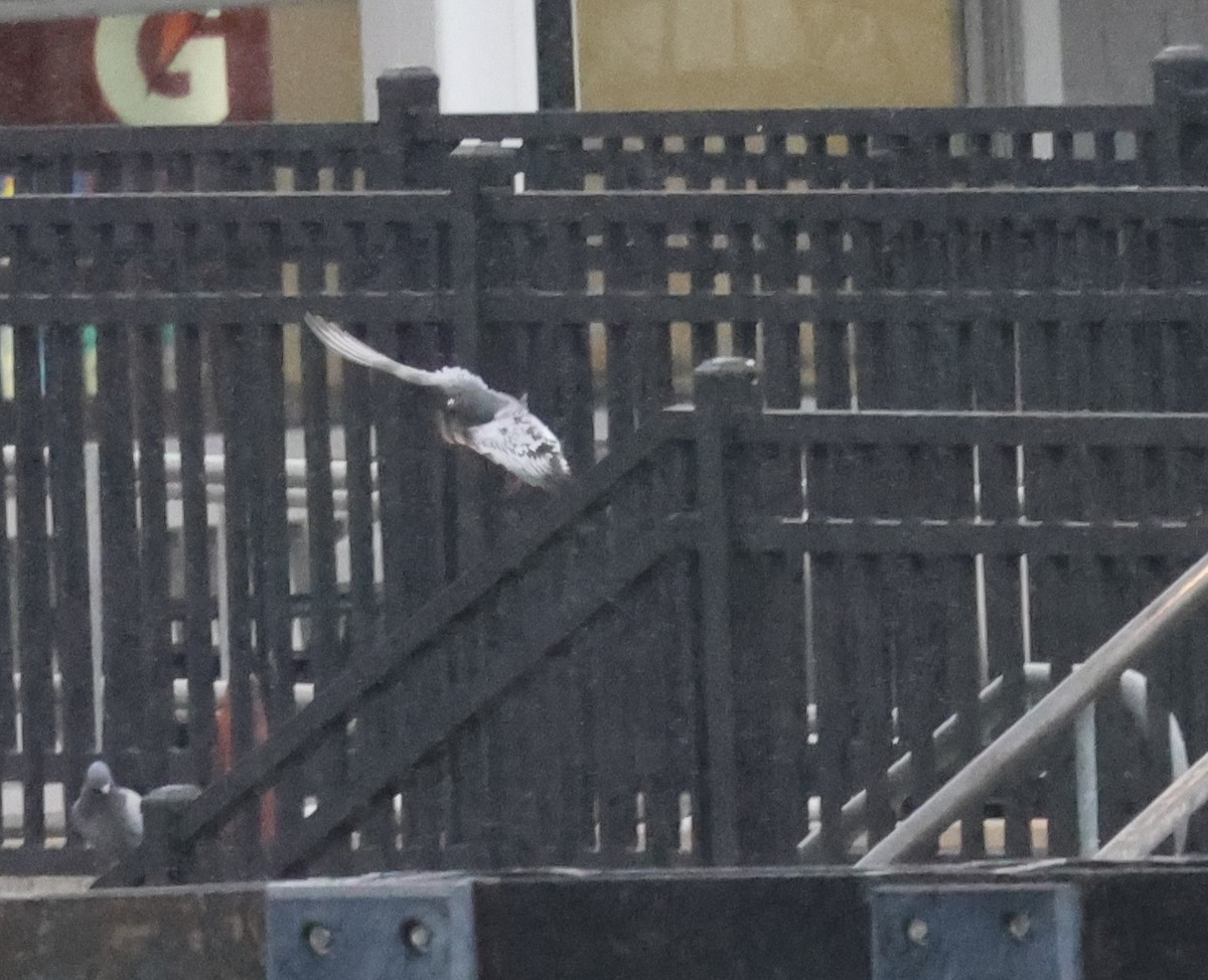 Rock Pigeon (Feral Pigeon) - ML646377662