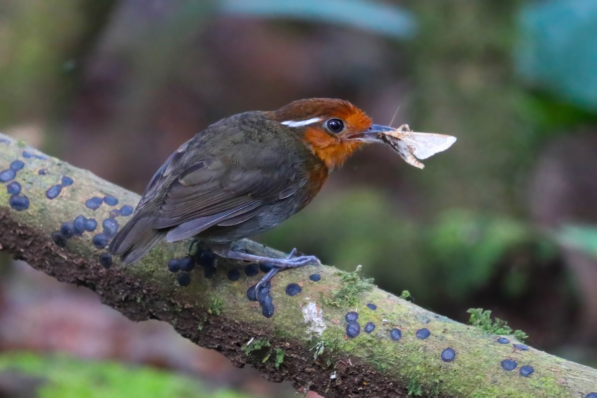 Chestnut-crowned Gnateater - ML646377663