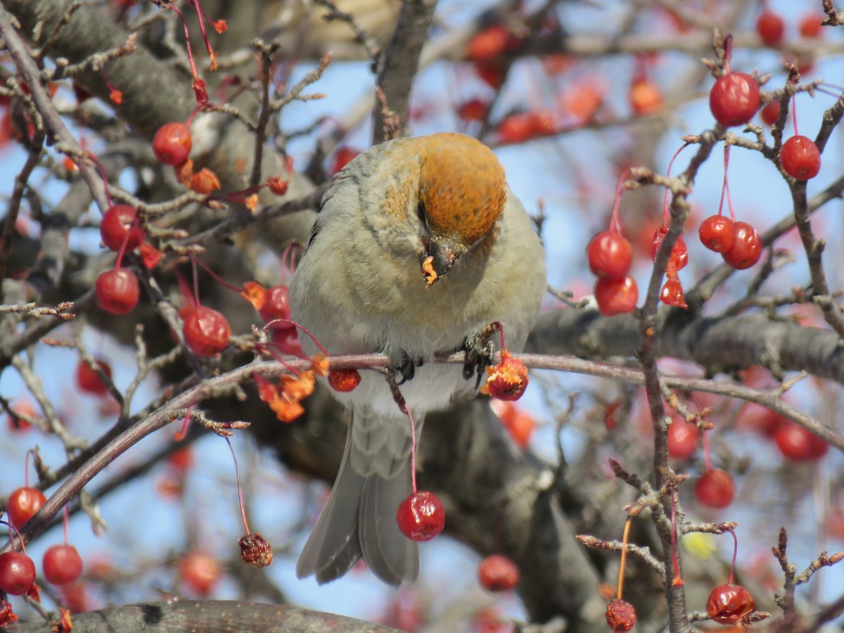 ギンザンマシコ - ML646377664