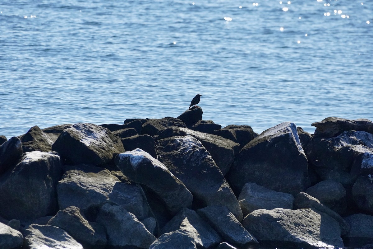 European Starling - ML646377669