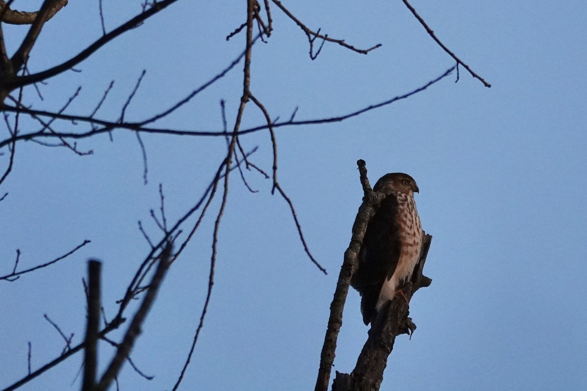 Sharp-shinned Hawk - ML646377671