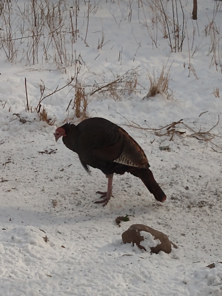 Wild Turkey - ML646377672
