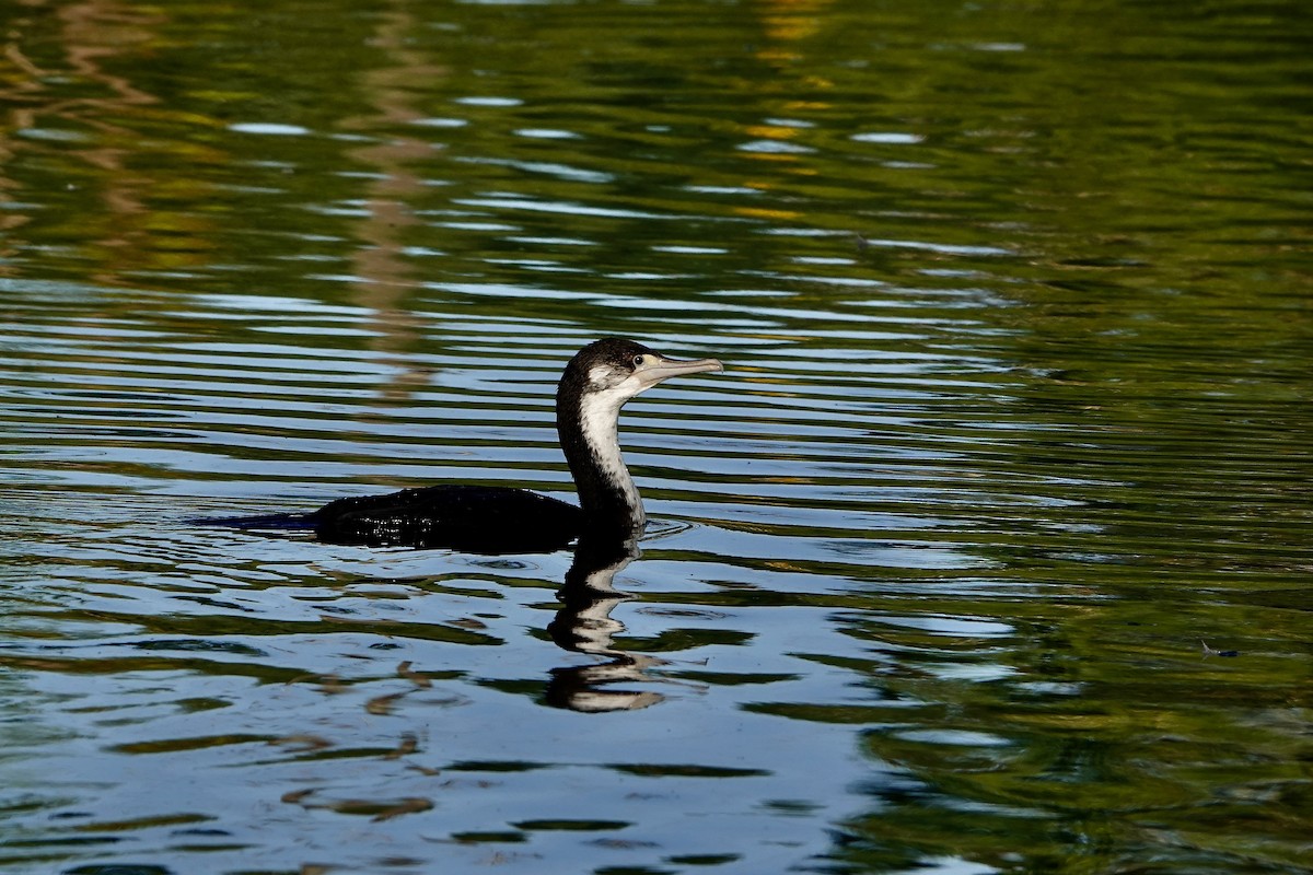 マミジロウ - ML646377673