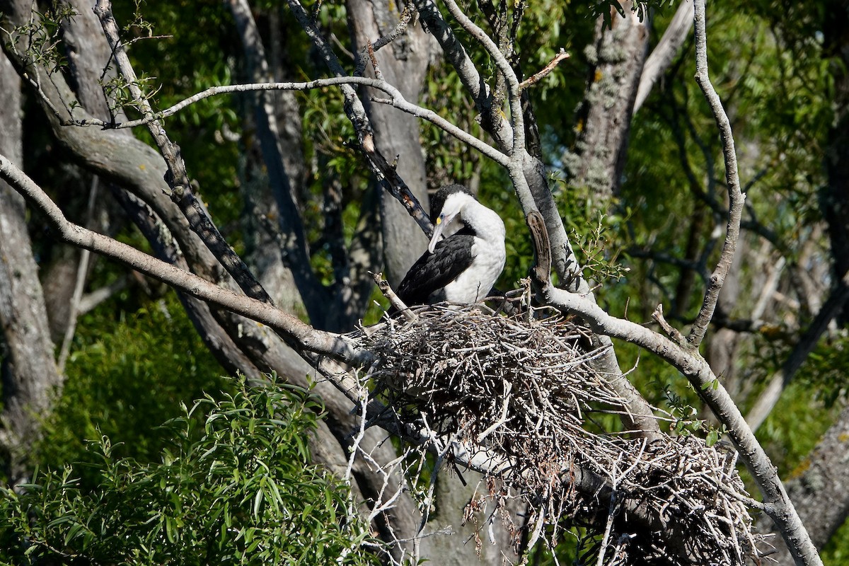 マミジロウ - ML646377676