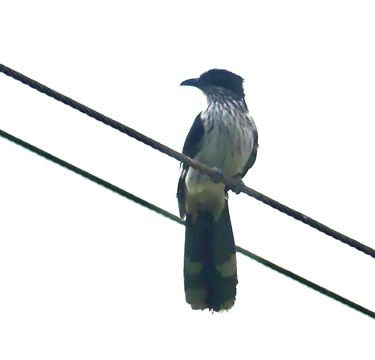 Coucou de Levaillant - ML646377678