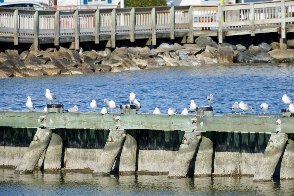 Ring-billed Gull - ML646377680