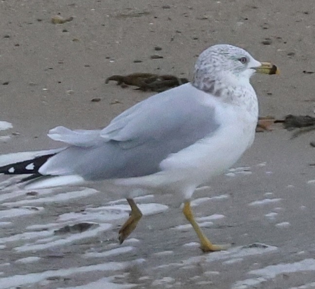 Ring-billed Gull - ML646377681