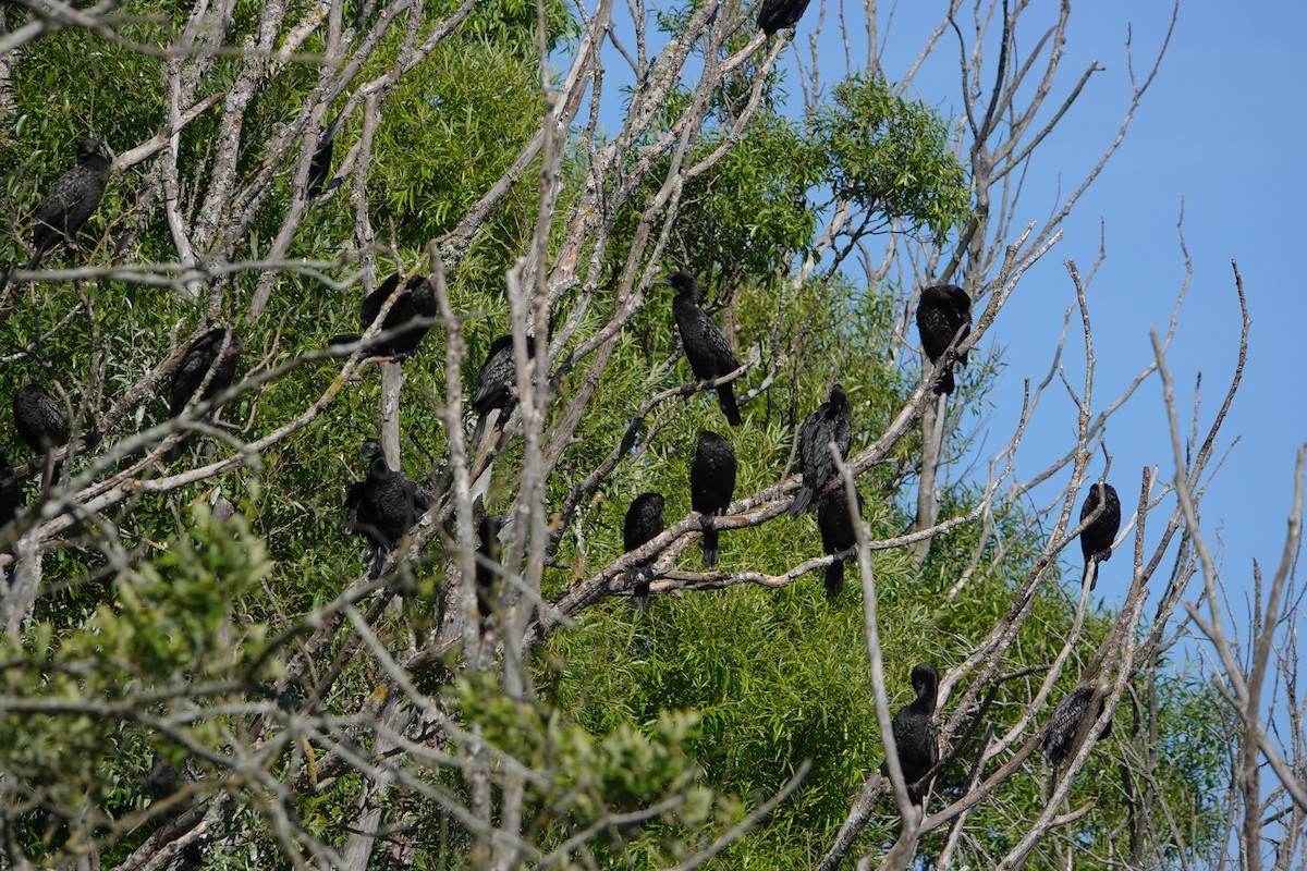 Little Black Cormorant - ML646377684