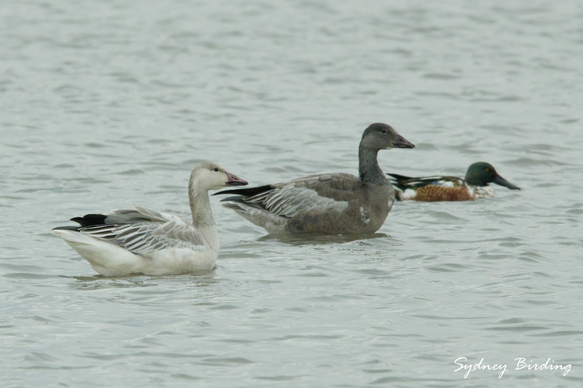 Snow Goose - ML646377685