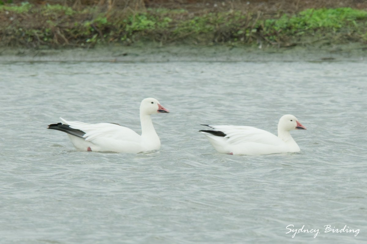 Snow Goose - ML646377686