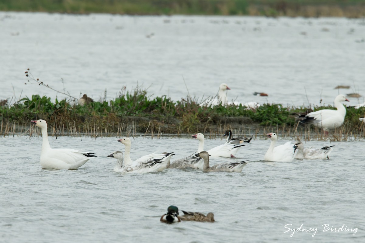 Snow Goose - ML646377689
