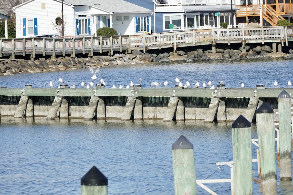 Ring-billed Gull - ML646377691
