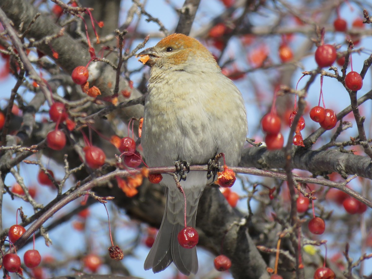 ギンザンマシコ - ML646377692