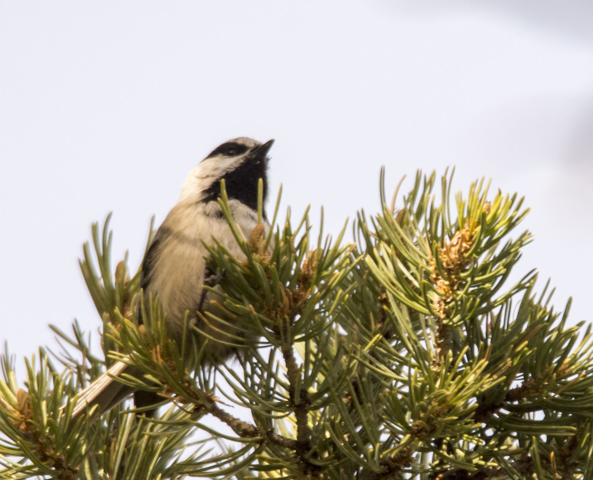 Mountain Chickadee - ML646377693