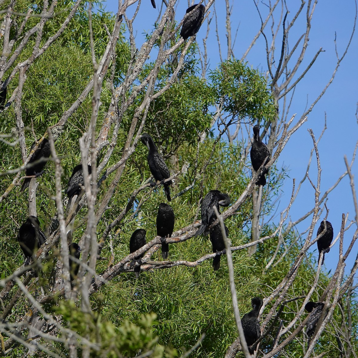Little Black Cormorant - ML646377694