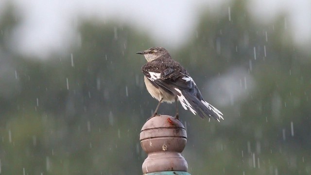Northern Mockingbird - ML646377695