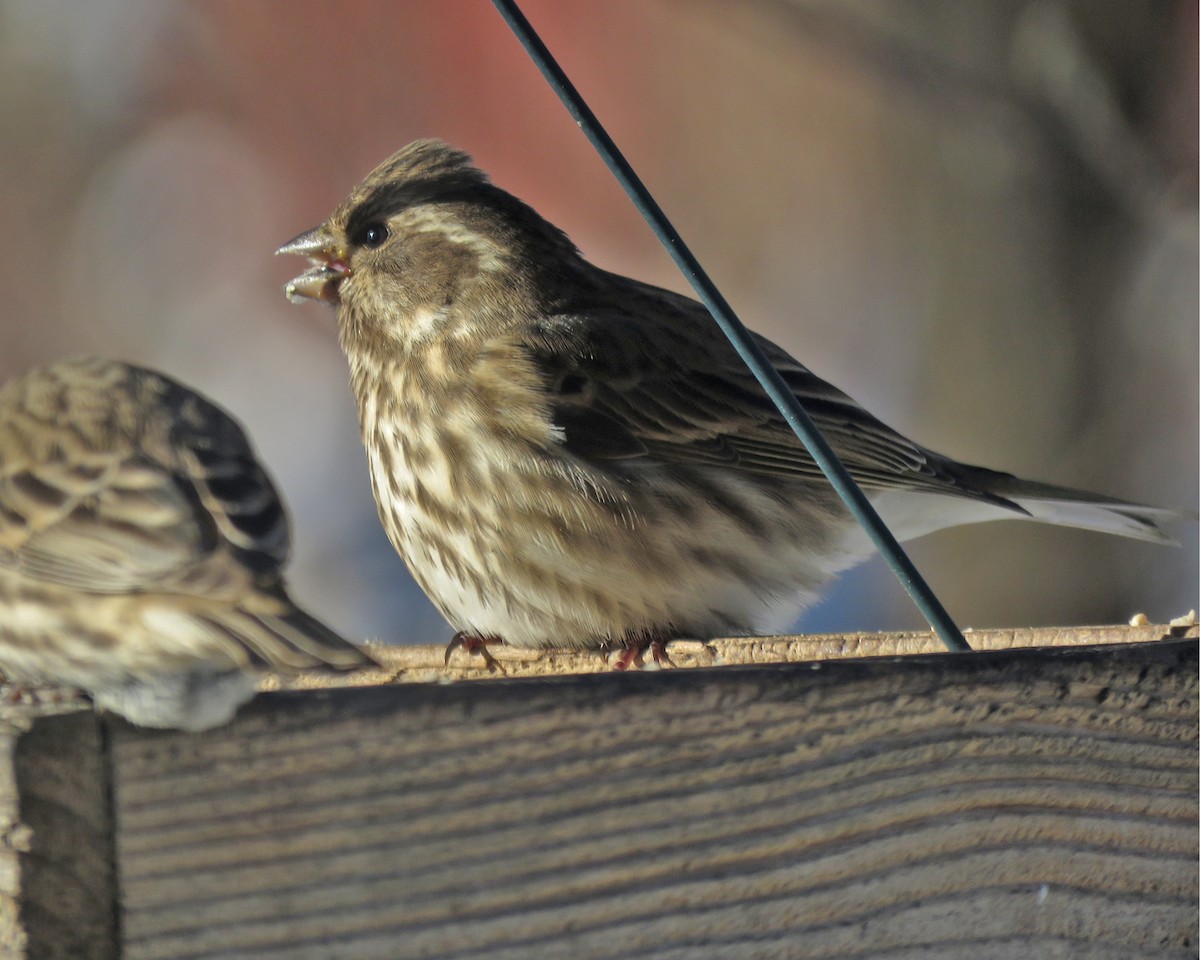 Purple Finch - ML646377697