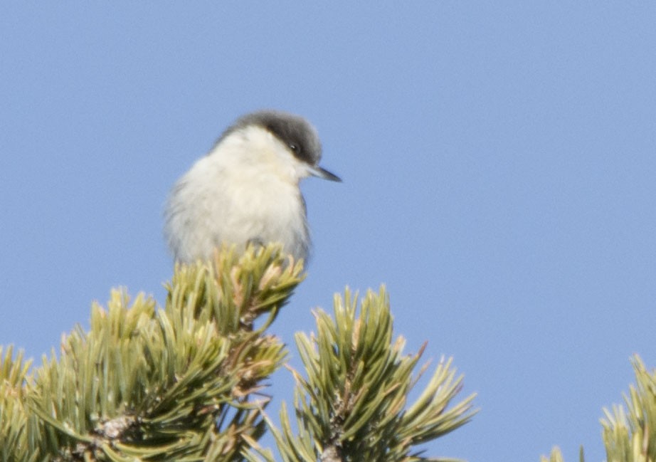 Pygmy Nuthatch - ML646377698
