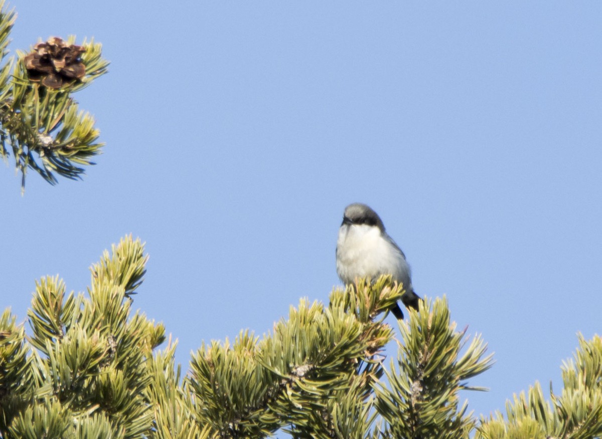 Pygmy Nuthatch - ML646377699