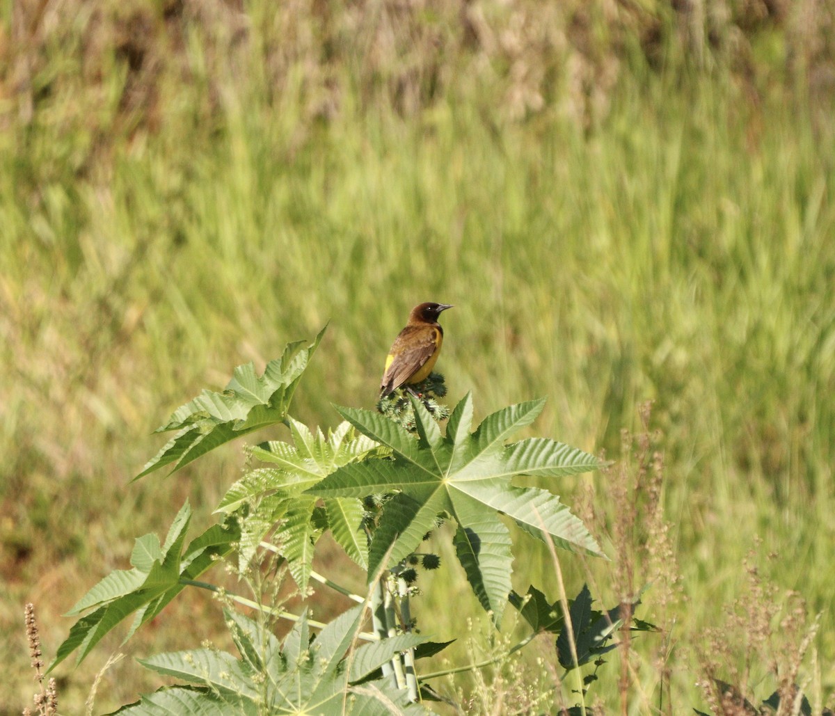 Yellow-rumped Marshbird - ML646377700