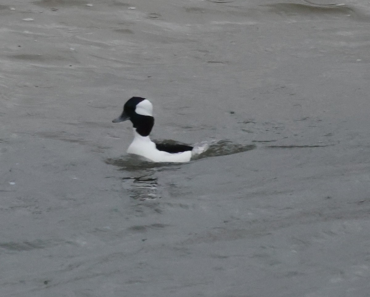 Bufflehead - ML646377701